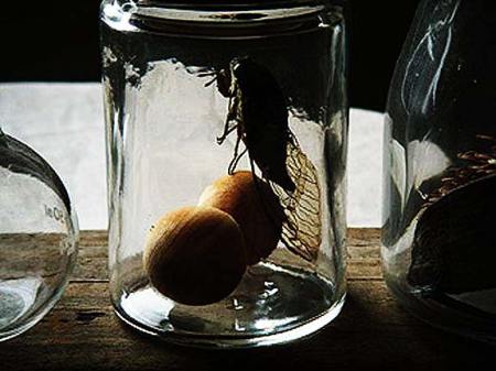 brooklynbug01 brooklynbug01