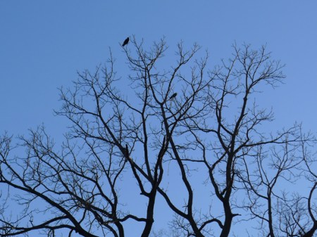 brooklyn.bug.nov14-01